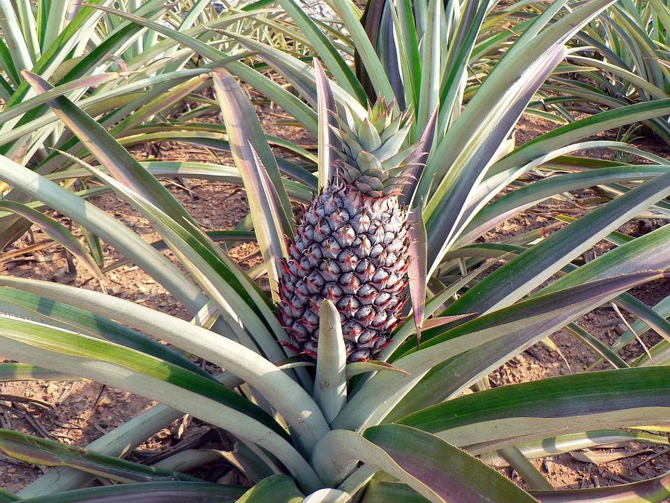 L&rsquo;Ananassier – Ananas comosus : Propriétés, Fruits et Conditions Optimales de&nbsp;Culture