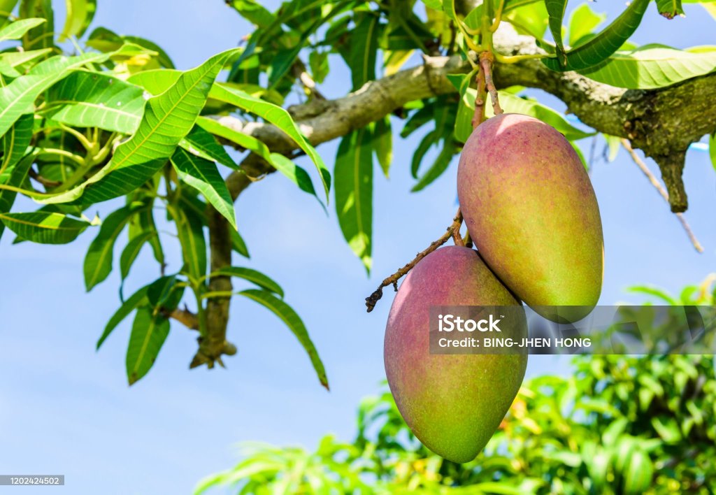 Le Manguier – Mangifera indica : Culture, Bienfaits et&nbsp;Entretien